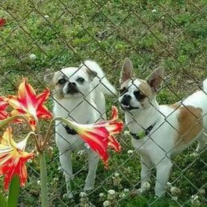 Meet your Posher, Brandy